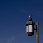 120110_Gull