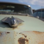 Merc_web